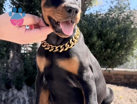 King Doberman Yavrularimiz - 9457 - Görsel 4