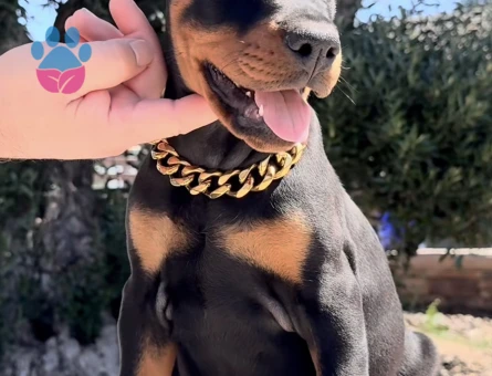 King Doberman Yavrularimiz - 9457 - Görsel 2