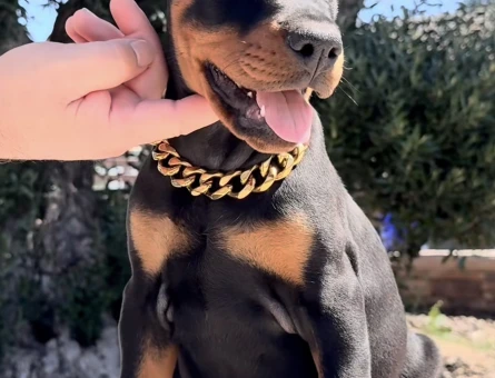King Doberman Yavrularimiz - 9457