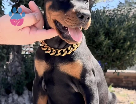 King Doberman Yavrularimiz - 9457 - Görsel 3