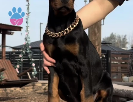 King Doberman Yavruları - 9459 - Görsel 4