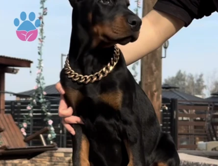 King Doberman Yavruları - 9459 - Görsel 2