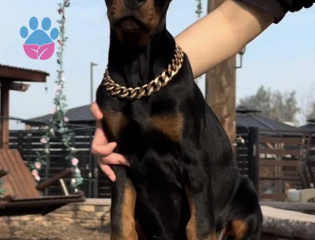 King Doberman Yavruları - 9459 - Görsel 3