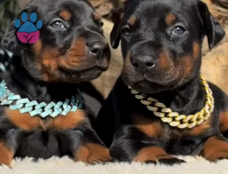 Şampiyon Soy Doberman Kalite - 9460 - Görsel 2
