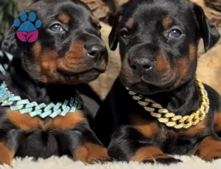 Şampiyon Soy Doberman Kalite - 9460 - Görsel 3