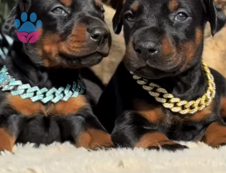 Şampiyon Soy Doberman Kalite - 9460 - Görsel 4