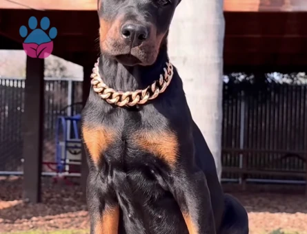 A Scr Belgeli Üst Düzey Doberman Yavruları - 9461 - Görsel 3