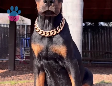 A Scr Belgeli Üst Düzey Doberman Yavruları - 9461 - Görsel 4