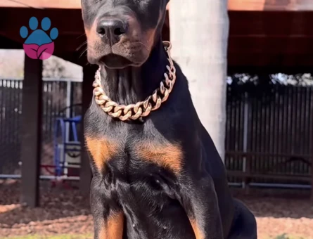 A Scr Belgeli Üst Düzey Doberman Yavruları - 9461 - Görsel 2