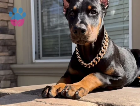 Kizil Ve Siyah Doberman Yavrularimiz - 9462 - Görsel 2