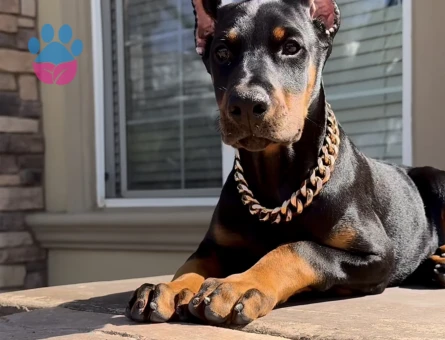 Kizil Ve Siyah Doberman Yavrularimiz - 9462 - Görsel 3