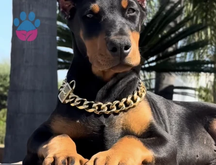 Hayranlıkla Izleyeceğiniz Estetikli Doberman Yavrular - 9463 - Görsel 2