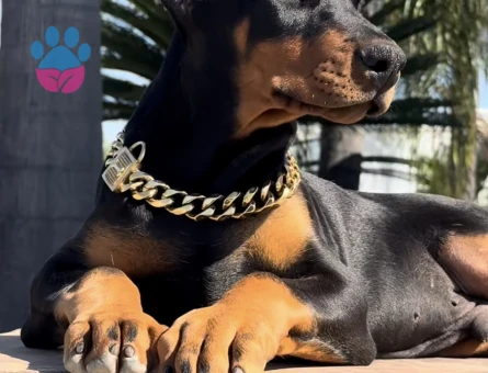 Hayranlıkla Izleyeceğiniz Estetikli Doberman Yavrular - 9463 - Görsel 3