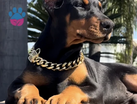 Hayranlıkla Izleyeceğiniz Estetikli Doberman Yavrular - 9463 - Görsel 4