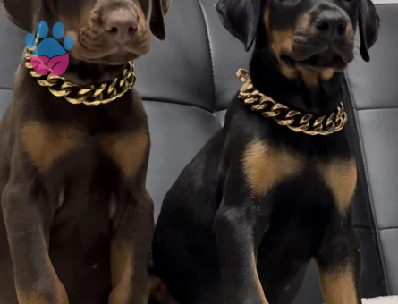 A Kalite Doberman Yavruları - 9464 - Görsel 2