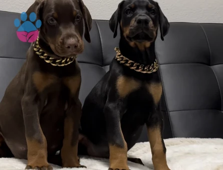 A Kalite Doberman Yavruları - 9464 - Görsel 4