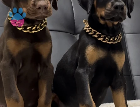 A Kalite Doberman Yavruları - 9464 - Görsel 3