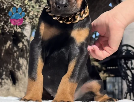 Çivi Gibi Estetikli Siyah Doberman Yavrular - 9465 - Görsel 3