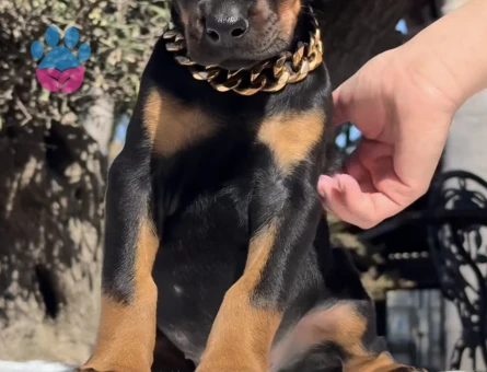 Çivi Gibi Estetikli Siyah Doberman Yavrular - 9465 - Görsel 2