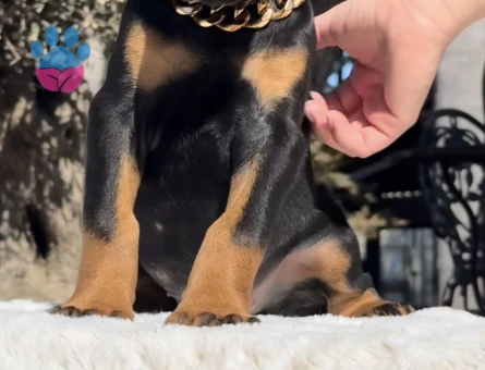 Çivi Gibi Estetikli Siyah Doberman Yavrular - 9465 - Görsel 4