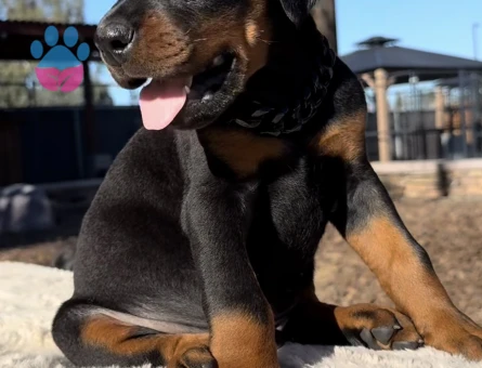 King Doberman Yavrularimiz - 9466 - Görsel 4