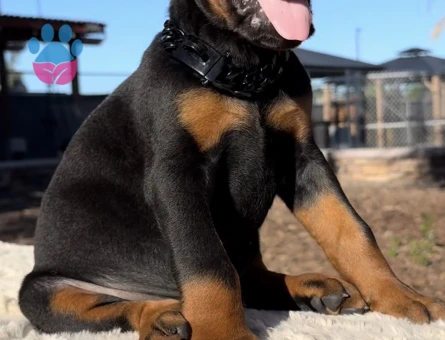 King Doberman Yavrularimiz - 9466 - Görsel 2