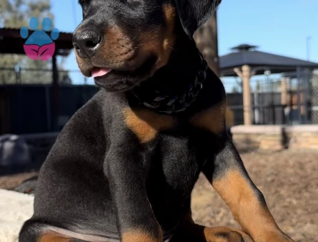 King Doberman Yavrularimiz - 9466 - Görsel 3