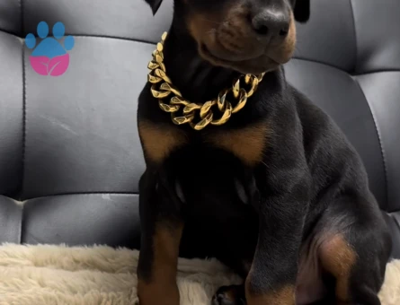Şampiyon Soy Doberman Kalite - 9467 - Görsel 4