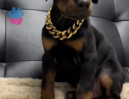 Şampiyon Soy Doberman Kalite - 9467 - Görsel 2