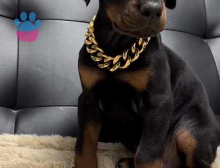 Şampiyon Soy Doberman Kalite - 9467 - Görsel 3