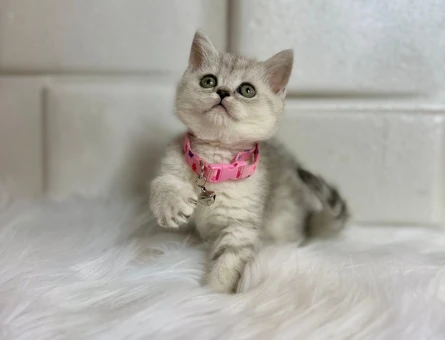 British Shorthair Silver Point Minnoş Yuva Arıyor