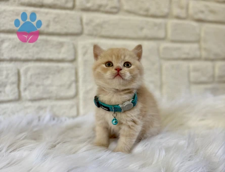 Babyface Yakışıklı: 2 Aylık British Shorthair Cream Erkek Yavrumuz