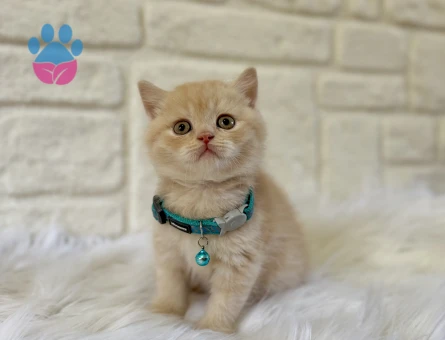Babyface Yakışıklı: 2 Aylık British Shorthair Cream Erkek Yavrumuz