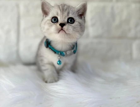 British Shorthair Silver Point Erkek Kedimiz