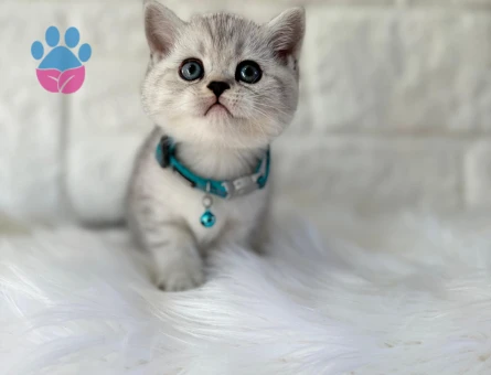 British Shorthair Silver Point Erkek Kedimiz