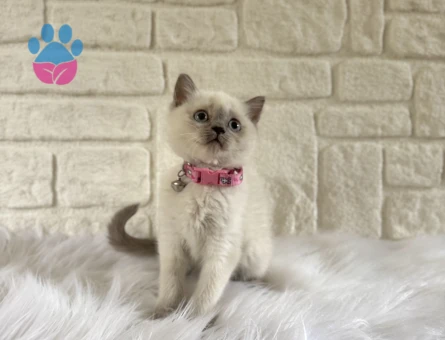 Mavi Gözlü Zarafet: 2 Aylık British Shorthair Bluepoint