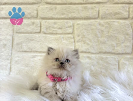 Güzelliğiyle Büyüleyen: British Longhair Bluepoint Dişi Yavrumuz