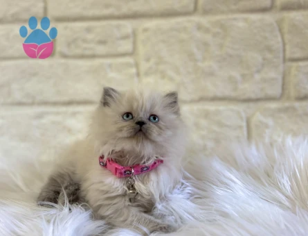 Güzelliğiyle Büyüleyen: British Longhair Bluepoint Dişi Yavrumuz