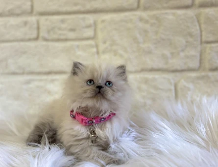 Güzelliğiyle Büyüleyen: British Longhair Bluepoint Dişi Yavrumuz