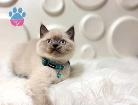 British Shorthair Ayıcık Surat Sevimli Yavrumuz