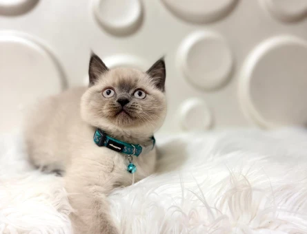 British Shorthair Ayıcık Surat Sevimli Yavrumuz