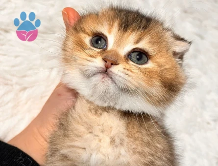 Scottish fold Golden Yavrular