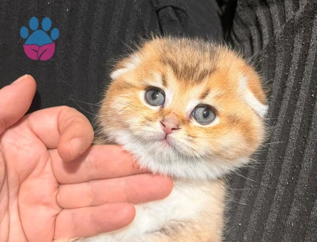 Scottish fold Golden Yavrular