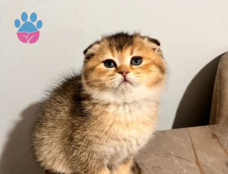 Scottish fold Golden Yavrular