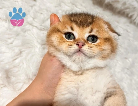 Scottish fold Golden Yavrular