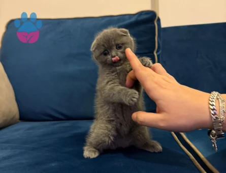 Minik scottish yavrumuza yuva ariyoruz