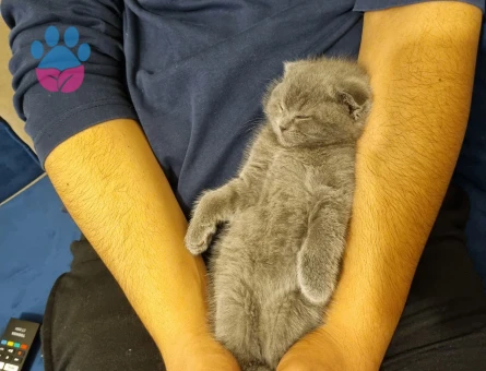 Minik scottish yavrumuza yuva ariyoruz