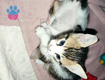 Tekir 2 Aylık Yavru Kedi
