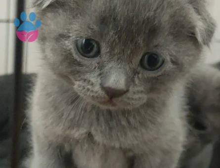 Scottish Fold Yavrular