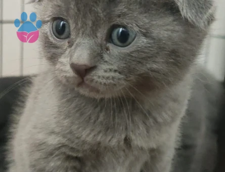 Scottish Fold Yavrular